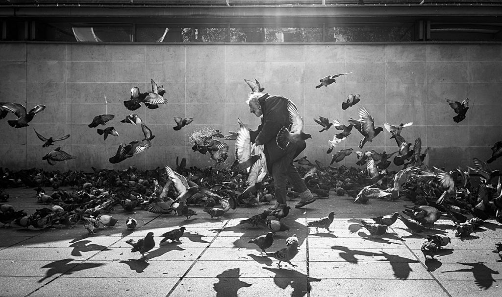 1er Prix du Public : Cyrille Heurlié / CPO Orsay - " banquet de pigeon "