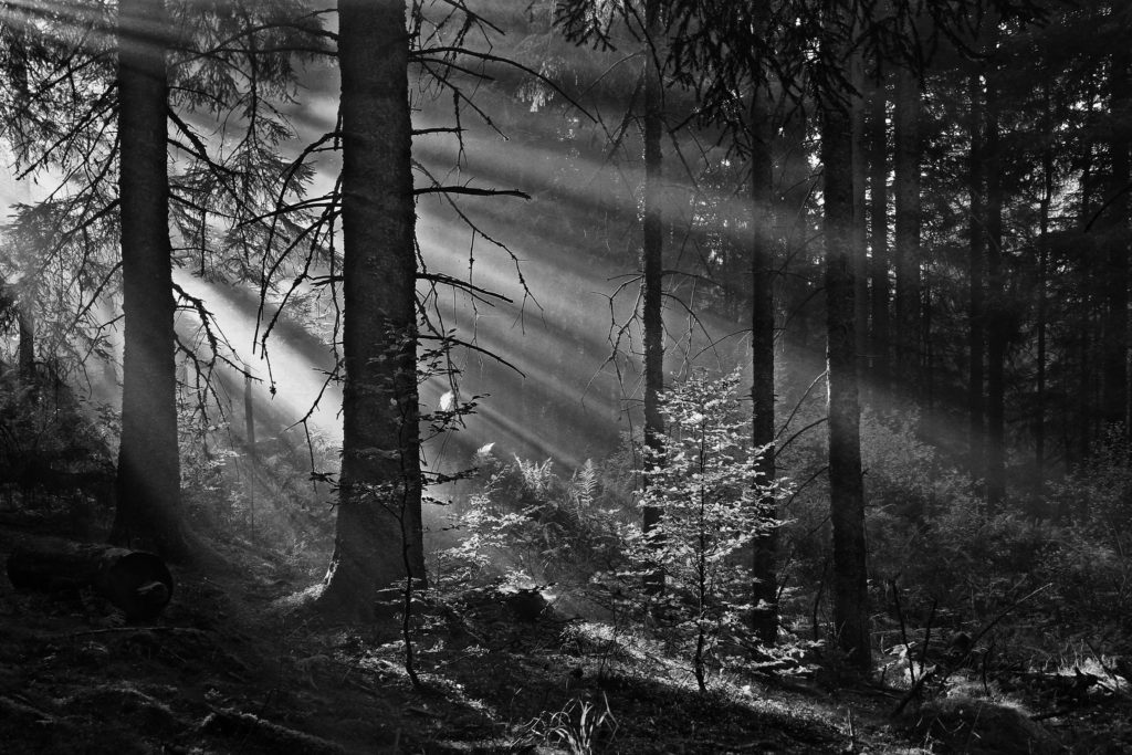 Prix du jury n&b : « à travers la forêt » - Guy Perrin / L’Espace Photo Ste Geneviève (02) 1er P