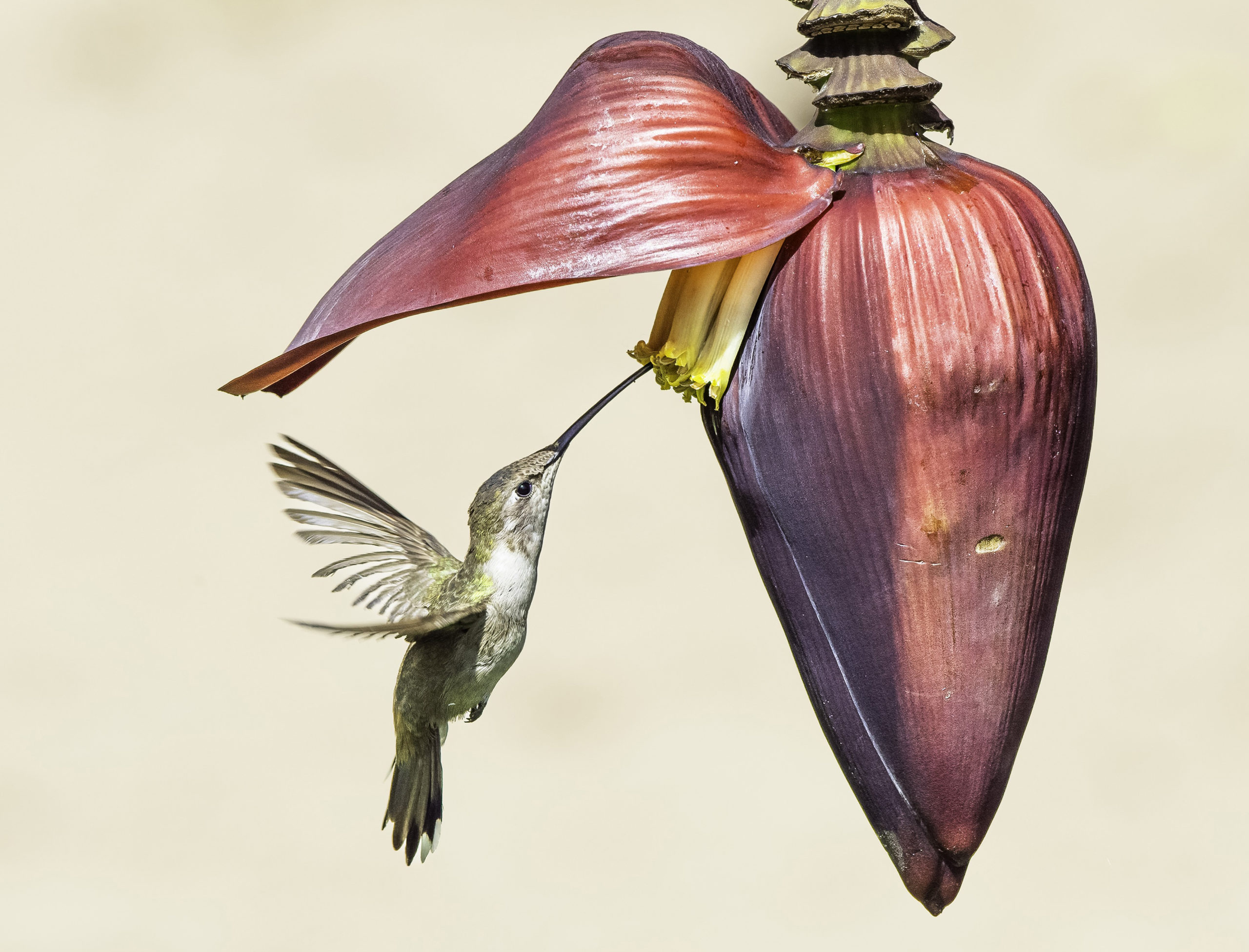 1er prix du public cl : « colibri verper » - Patrick Gallet / Saclay Visions